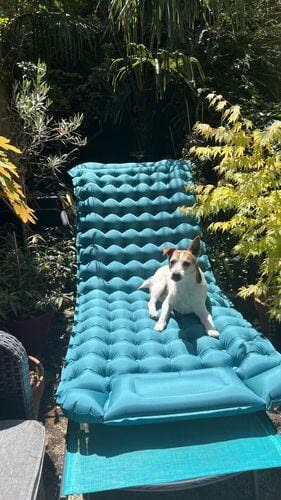 Customer photo: small dog sitting on a turquoise Uskoo AirFlex pad in a garden